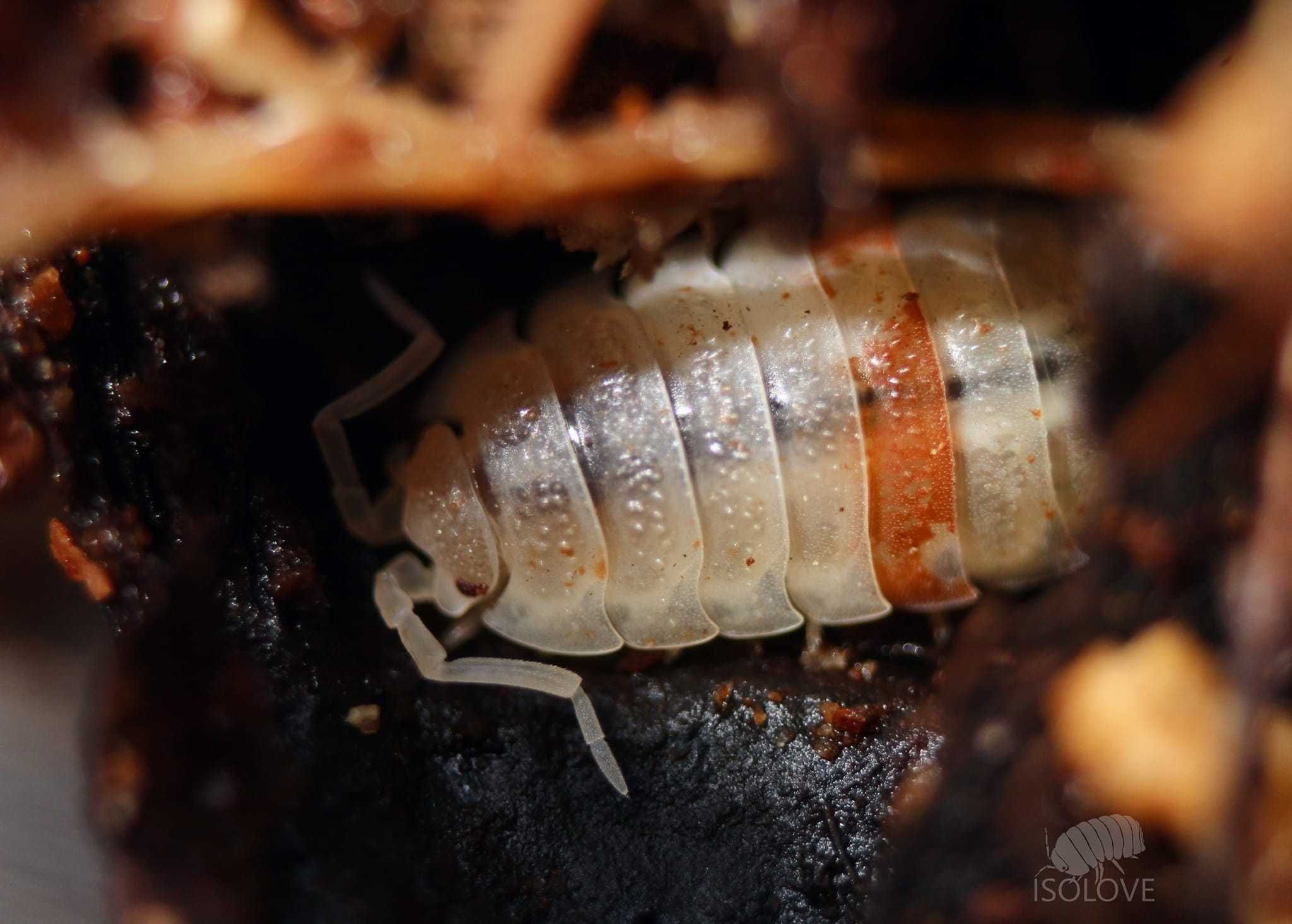 Porcellio scaber "orange dalmatian", jedyna czysta populacja w Polsce