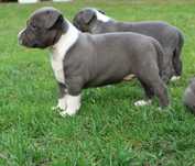 Amstaff American Staffordshire Terrier Amstaf BLUE błękitne