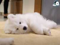 Samoyed szczeniak szczenię ZKwP FCI