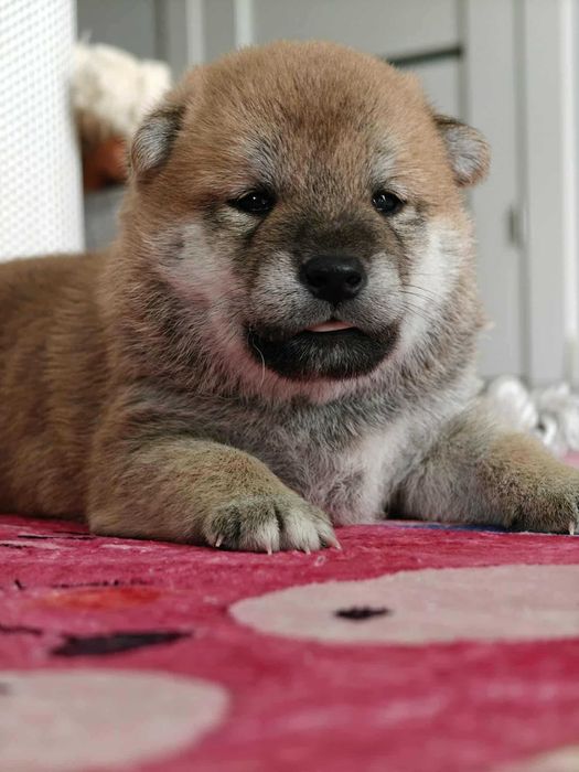 Shiba-śliczny chłopiec FCI/ZKwP