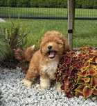 Bichpoo Maltipoo super suczka