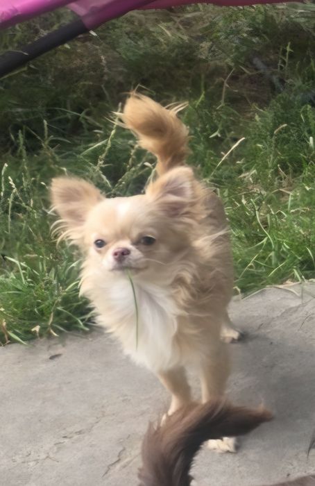 Chihuahua malutki samczyk długowłosy FCI