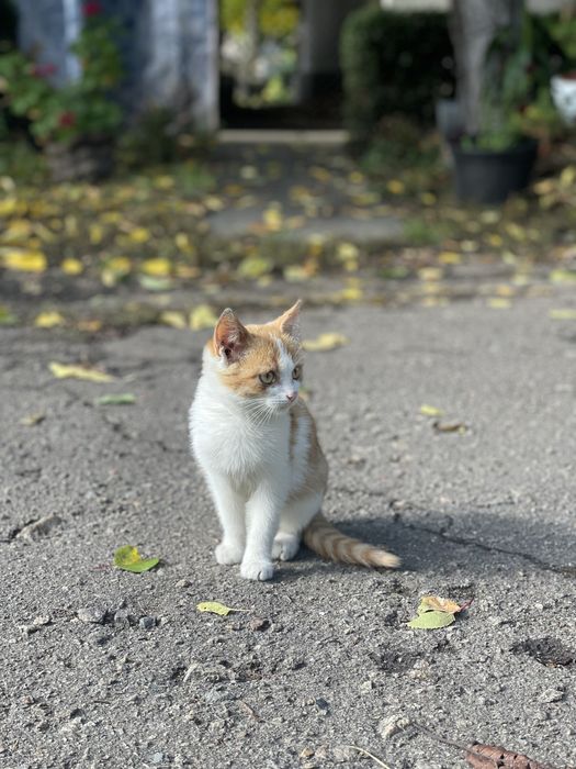 Шукаємо трьом кошенятам домівку.