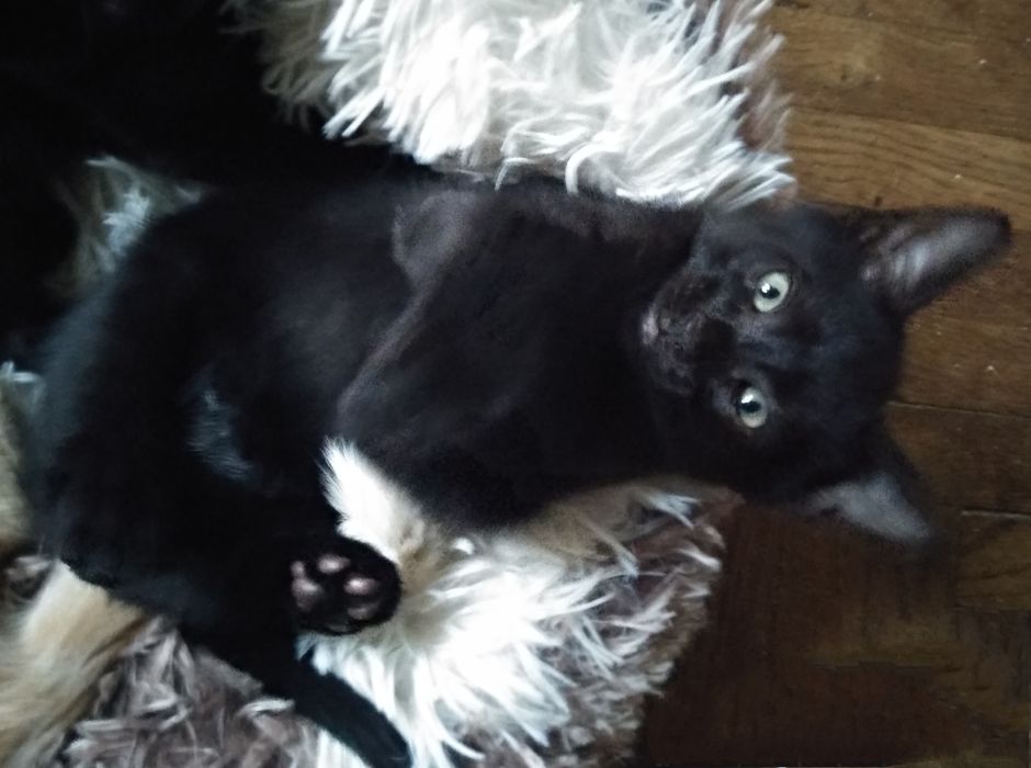 Чудове кошеня, домашній пантерчик,  киця, котик, кошенята