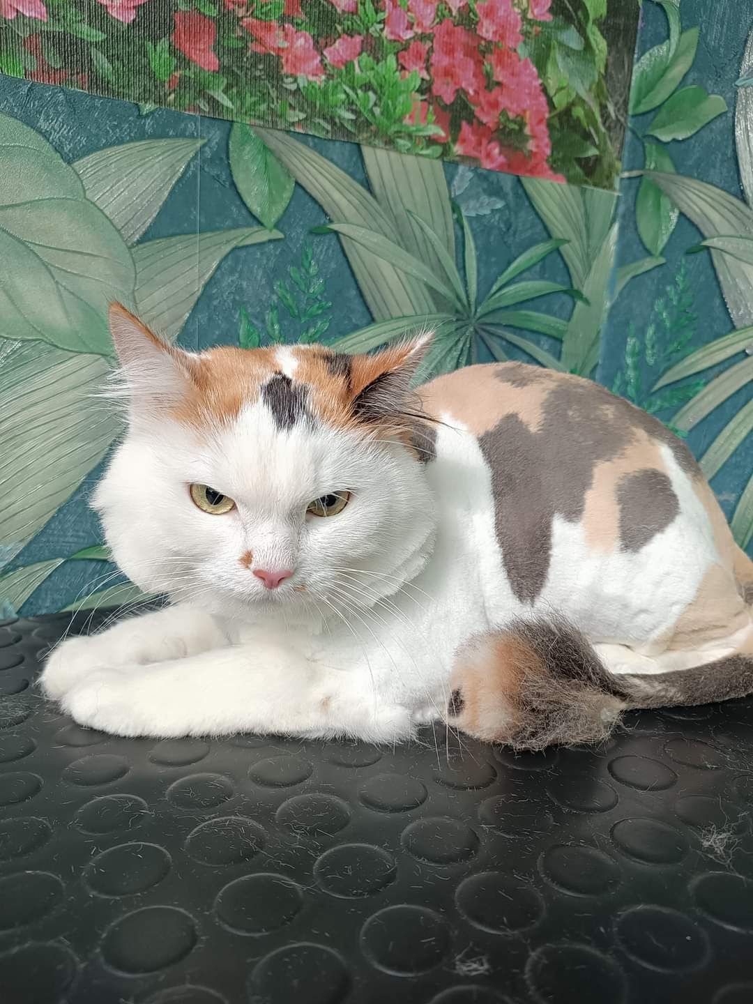 Кошки,собаки всех пород.