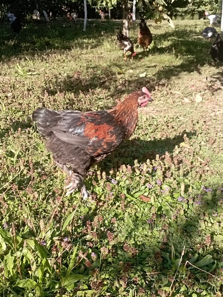 Koguty Włoszka Marans