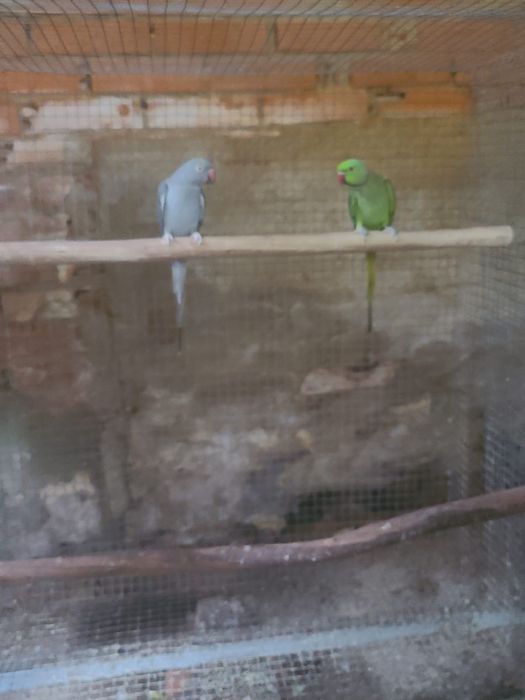 Várias aves disponíveis