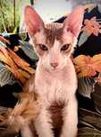 Sfinks Donski. do adopcji