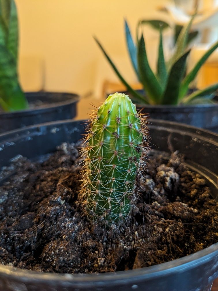 Kaktusy sukulenty aloes tygrys,i opuncja, noga słonia, sanseveria
