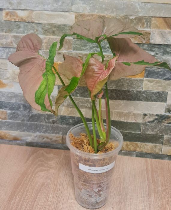 Syngonium Pink Lava var.32cm