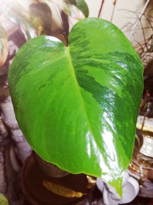 Monstera Green on Green Variegata mint philodendron big form
