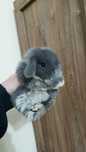 Mini lop króliki karzełek miniaturka baranek hodowla