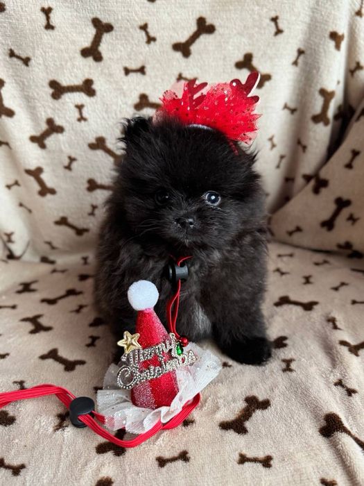 Кремові та чорні цуценята шпіц