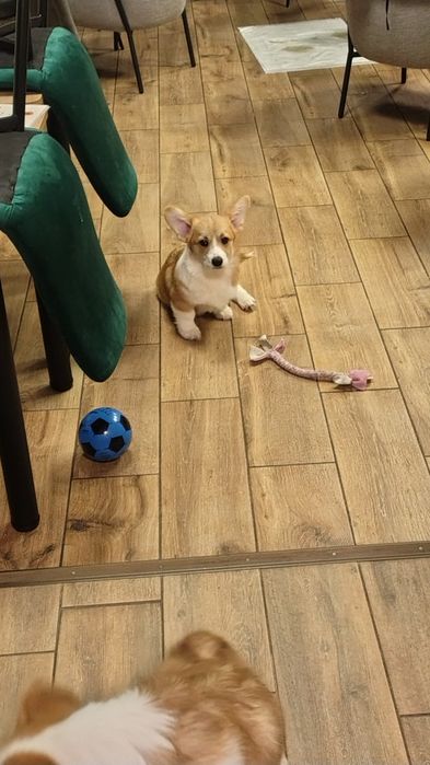 Welsh Corgi Pembroke FCI piesek