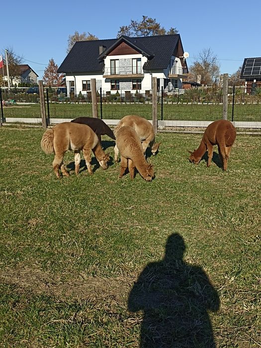 Alpaki na sprzedaż.