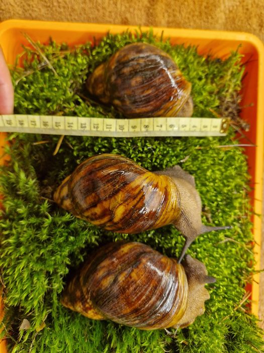 ПодарунковийНабір УляСет2 АрхАхатини Овум