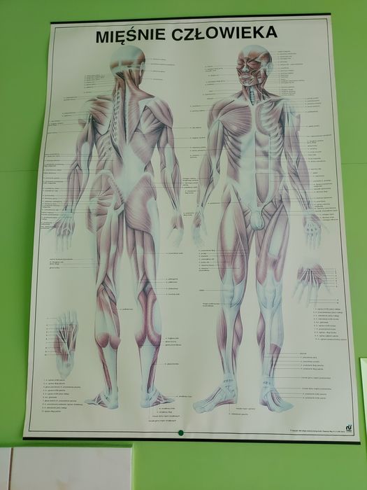 Plakaty, plansze anatomiczne 77 x 98 cm 2 szt.