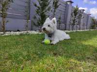 West Highland White Terrier krycie reproduktor