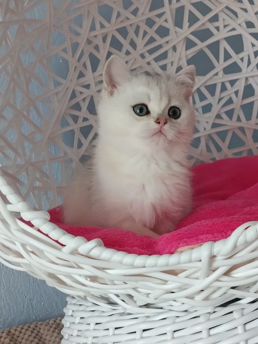 Шотландська срібна шиншилла