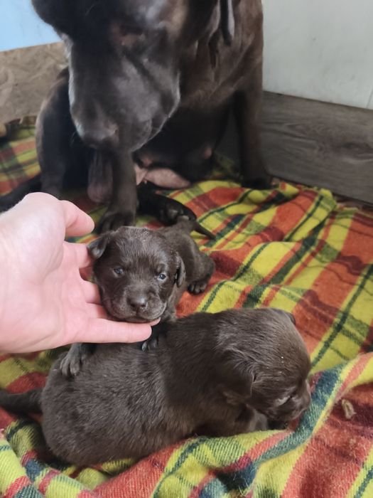 Шоколадные щенки Лабрадора есть Палевый и Черный, Доставка в Германию