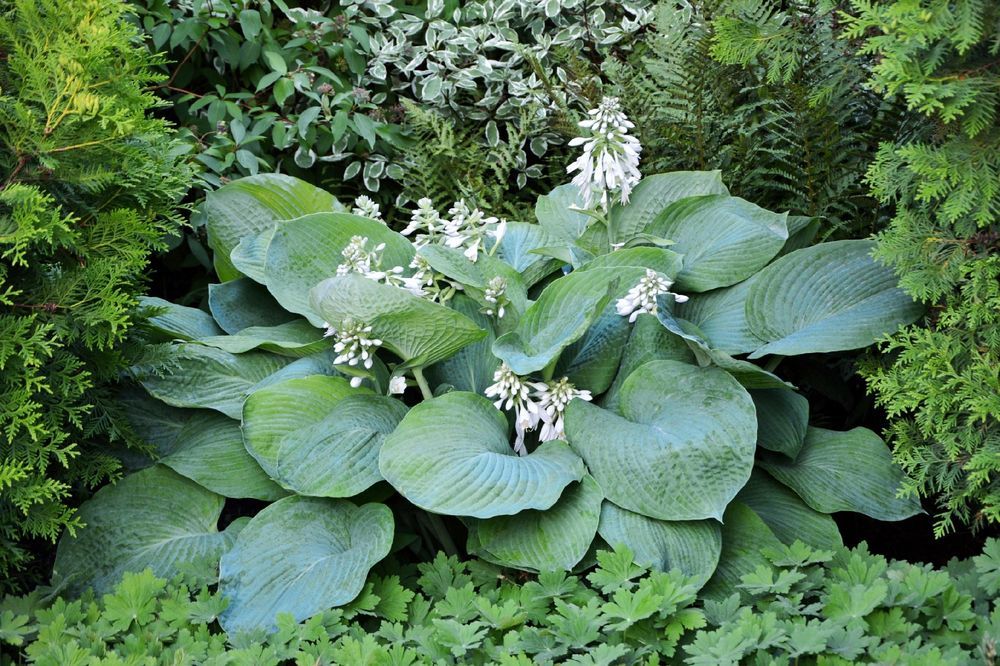 Funkia Hosta 'Blue Angel' Doniczka 3.0L Ogromne niebieskie liście