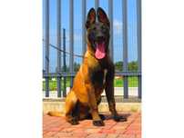 Owczarek Belgijski Malinois Pies