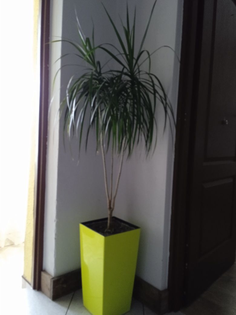 Duża dracena plus doniczka