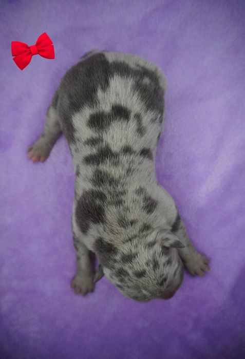 Amstaff-merle_American Staffordshire Terrier