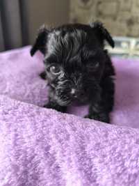 Yorkshire terrier Black boy