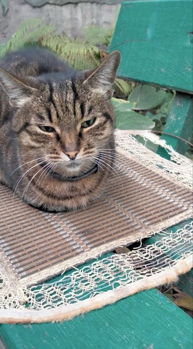 Тигровая кошечка ждет своего хозяина