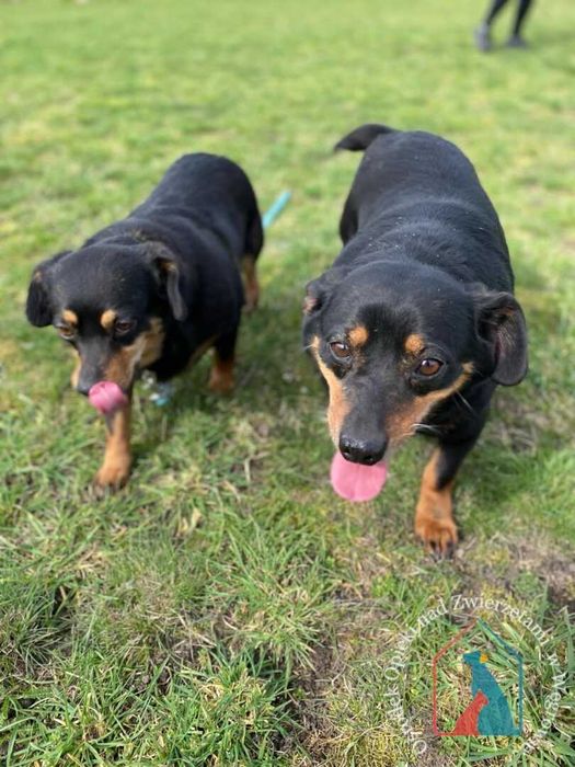 Mały uroczy psi duecik szuka domu!Adoptuj!