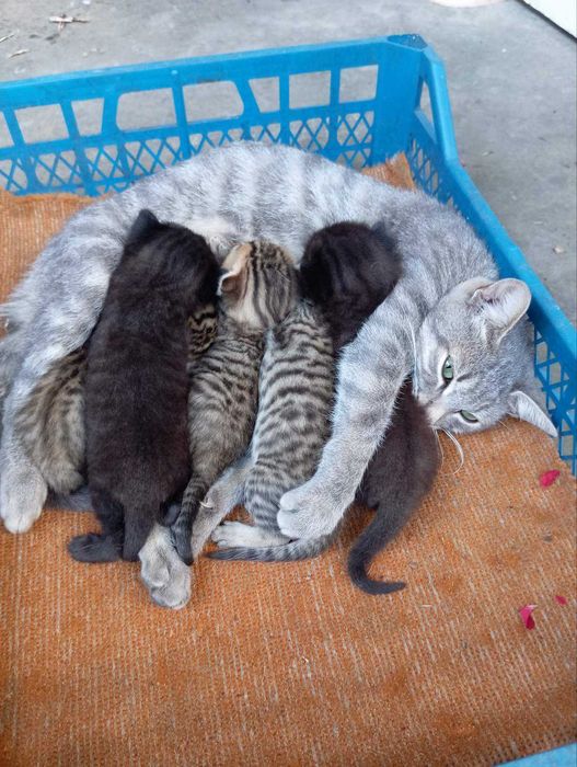 Маленькі кошенята кошенятко котеня кицька кішечка киця кошеня котики