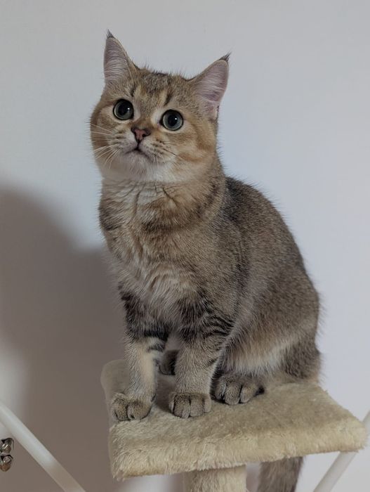 Kociak szkocki. kociak z rodowodem