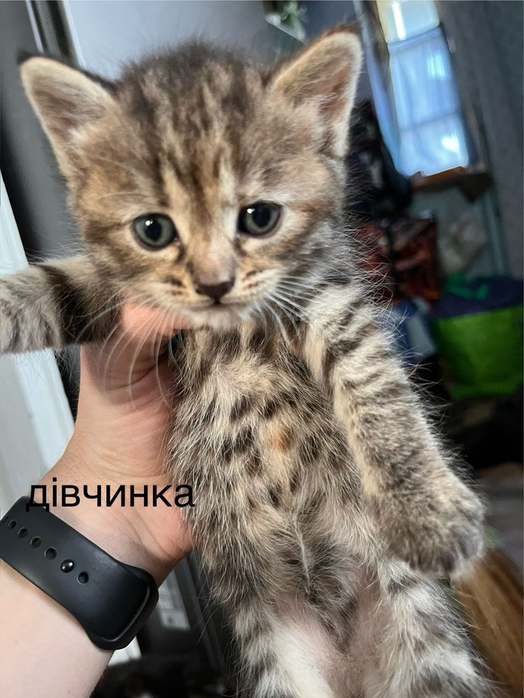 віддам котиків в добрі руки,місяць народжені
