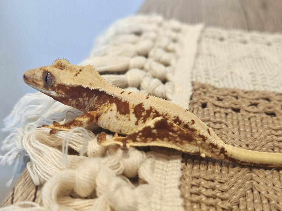 Gekon orzęsiony red/lilly white 20g samczyk WeedGeckos