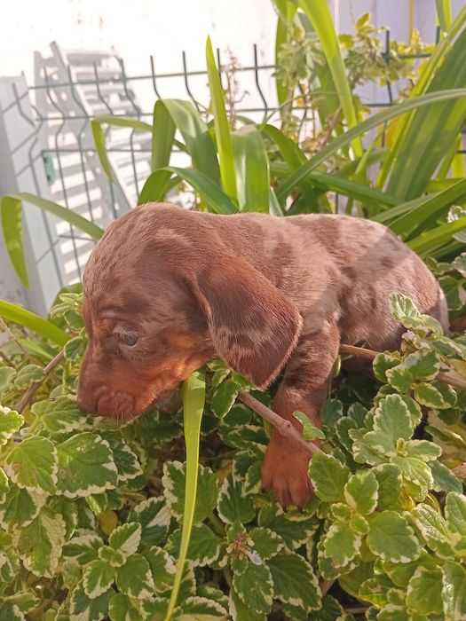 Excelente  fêmea teckel  pêlo curto