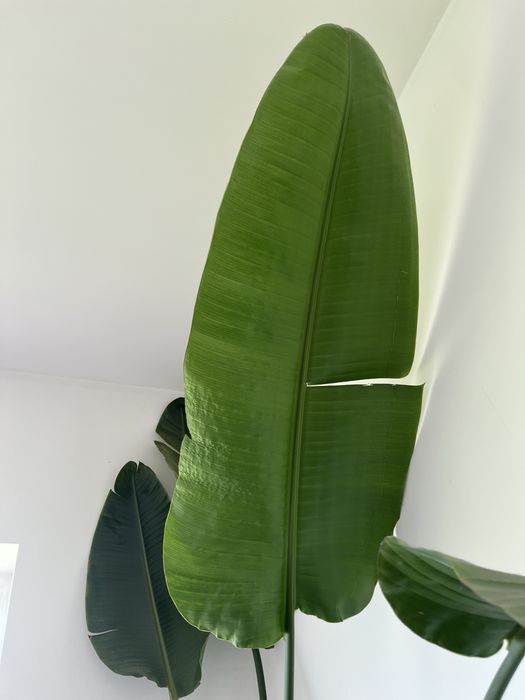 Стреліція Миколая