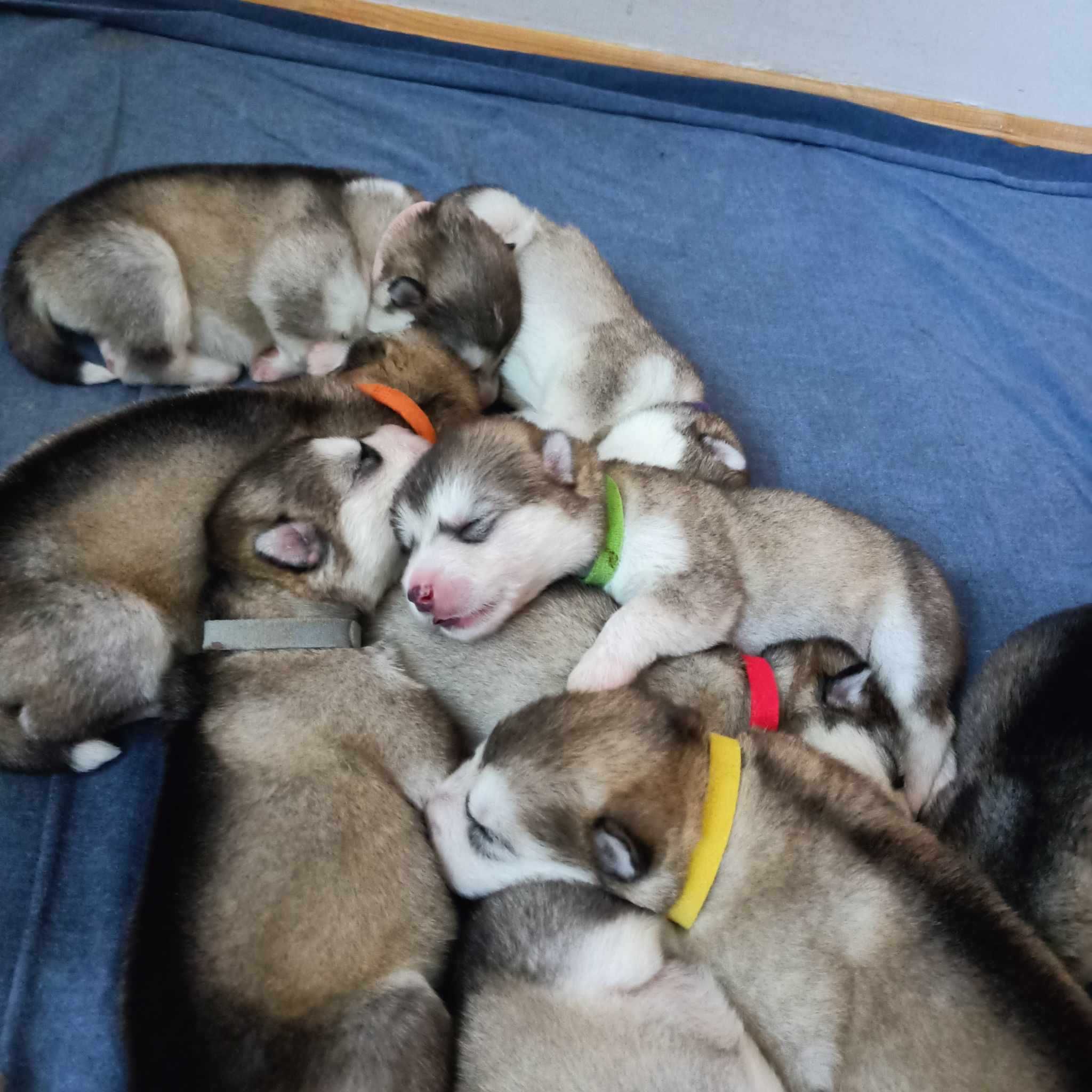 Alaskan Malamute piesek malamut