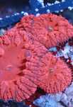 Blastomussa Red Szczepki FLUOLAMPS WYSYLKI