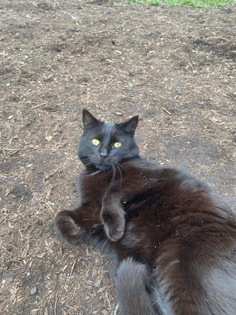 Czarny kocurek Charlie do adopcji!