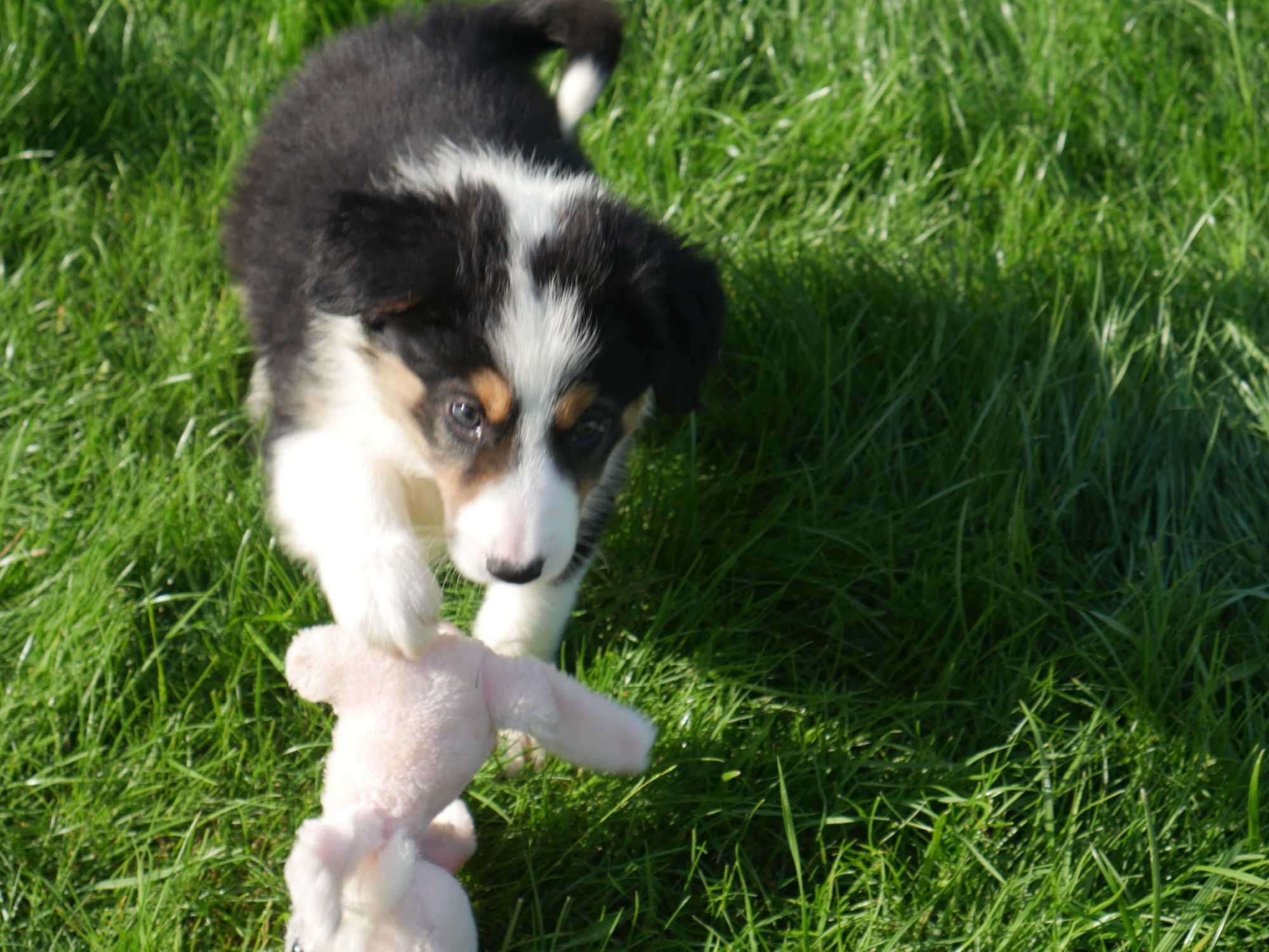 Border collie - Tri Color