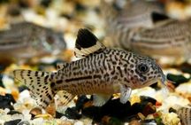 Kirys nakrapiany (Corydoras Julii) WYSYŁKA AKWAWIN