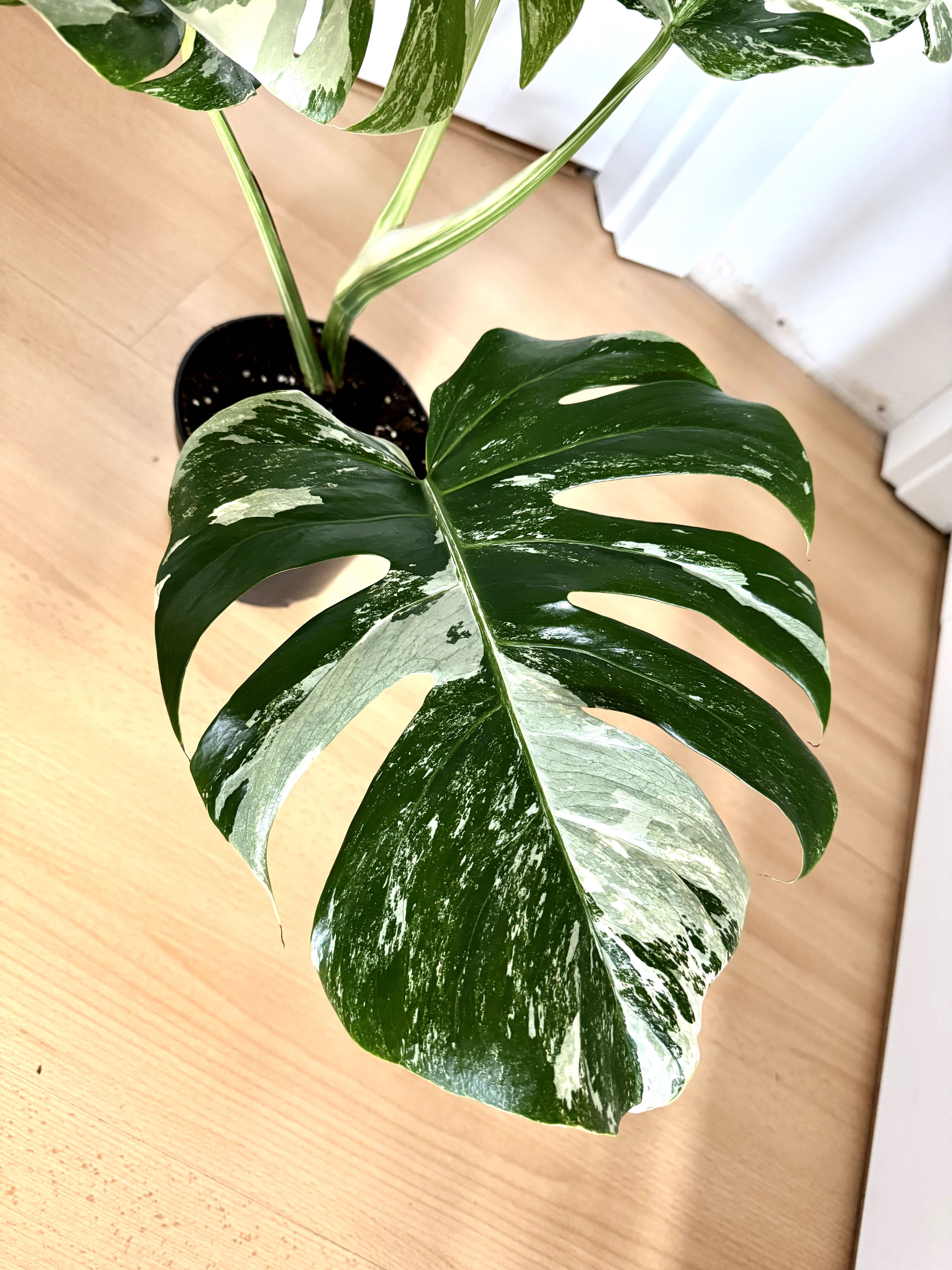 Monstera Variegata