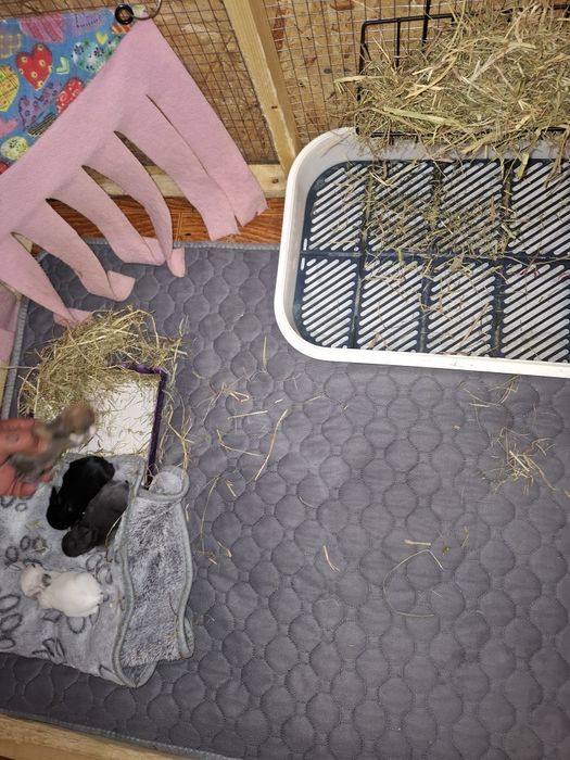 Vendo coelhos anões