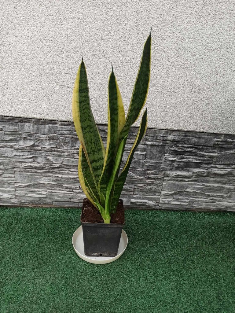 Kwiat roślina kwiatek kwiatki Sansevieria (języki teściowej, wężownica