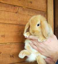 Królik baranek mini lop