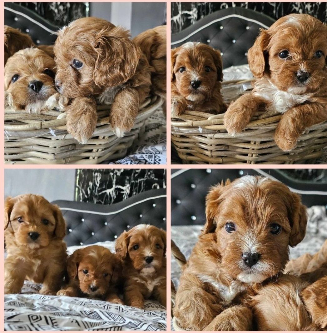 Cavapoo piesek wychowany przez behawioryste.