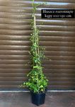 Bluszcz hedera helix 100-130 cm w dużych donicach kępa