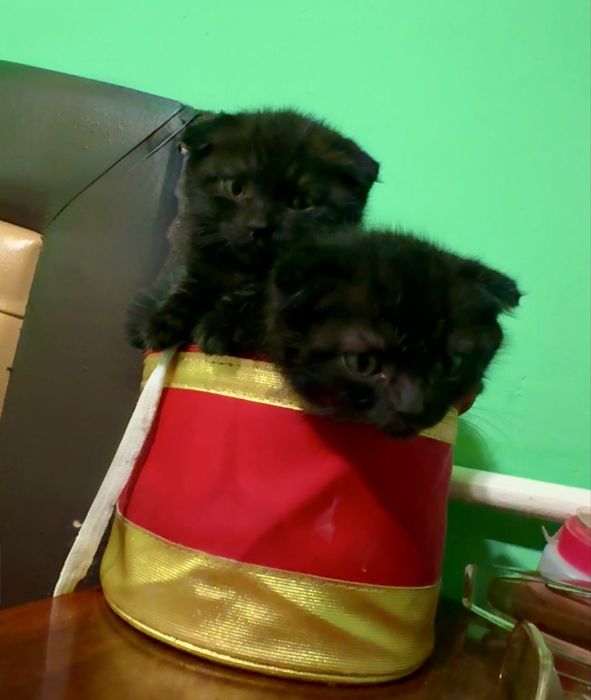 Висловуха дівчинка