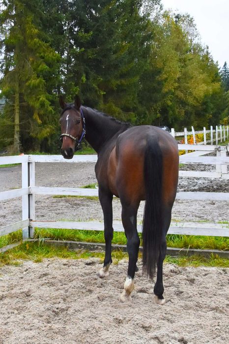 Sprzedam młodego, perspektywicznego wałacha do ujeżdżenia lub wkkw
